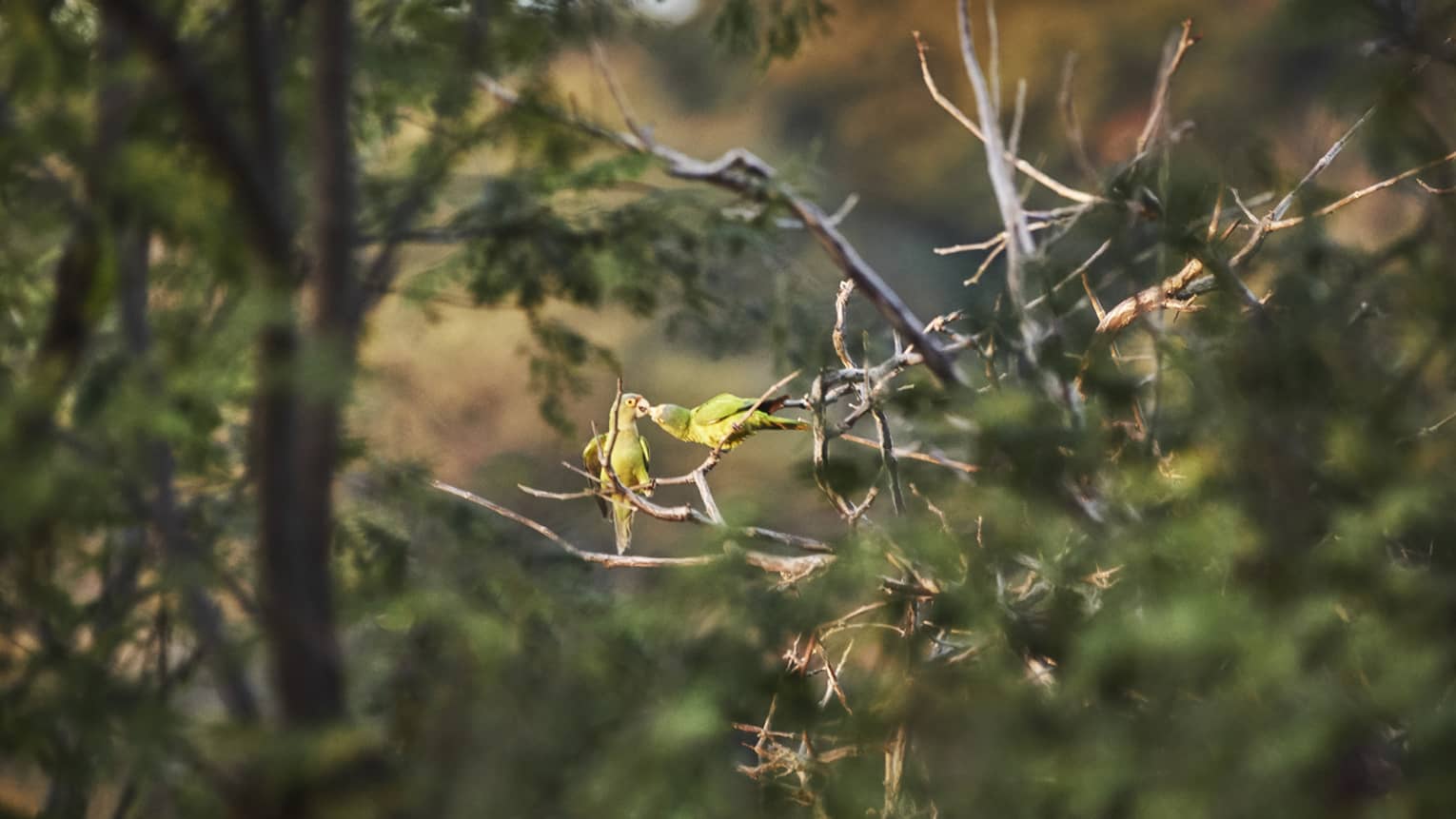 Two identical green birds sit on a bare branch in Costa Rica and chirp at one another