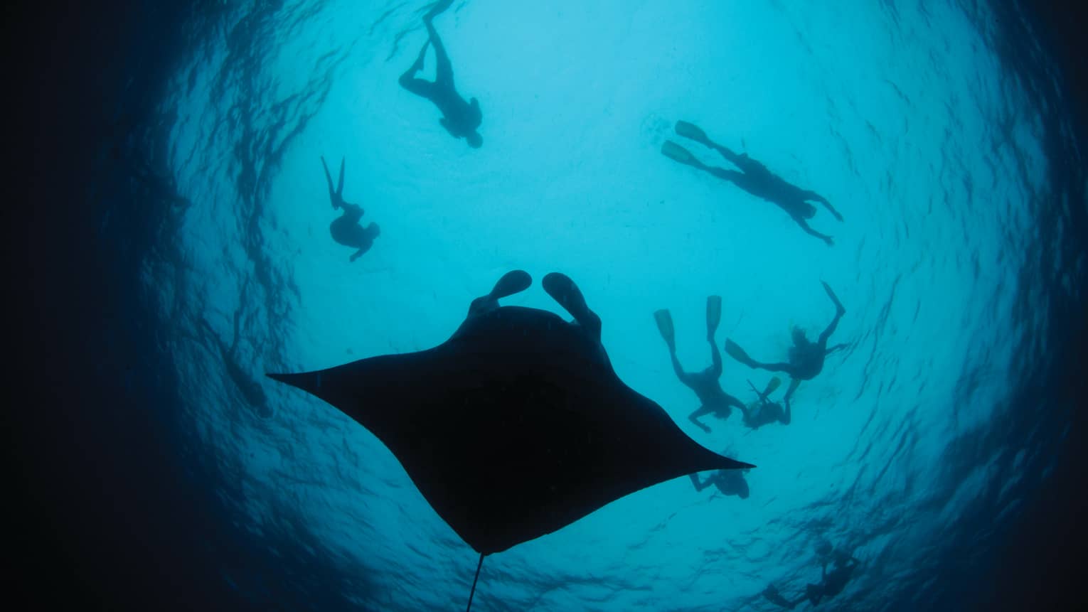 Silhouette of large manta ray in lagoon, snorkelers floating above