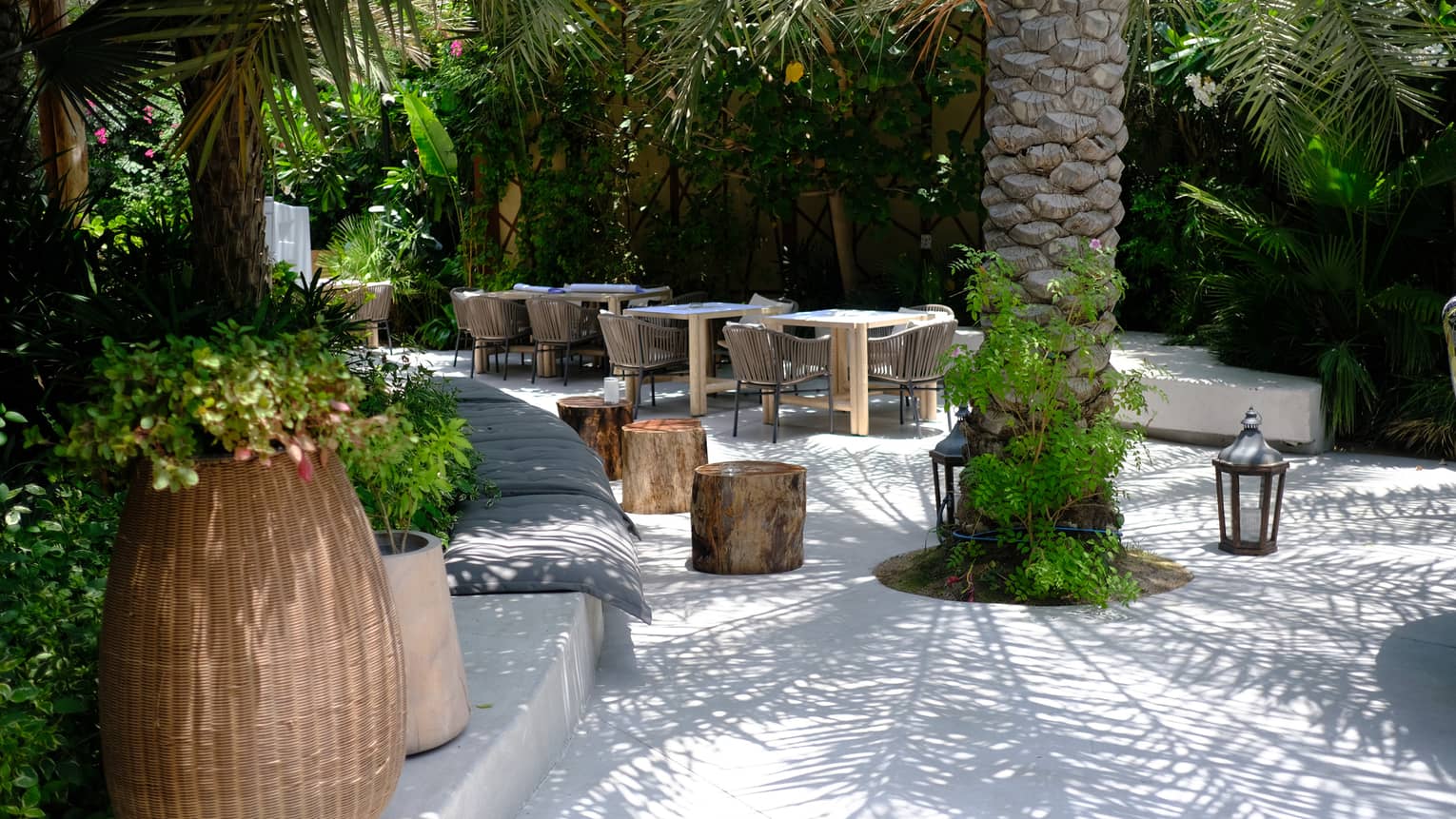 Outdoor dining tables nestled between palm trees on a patio