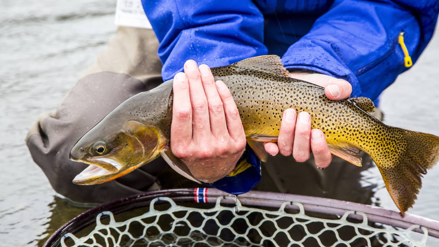 A man in a blue jacket holds a freshly caught fish above a net