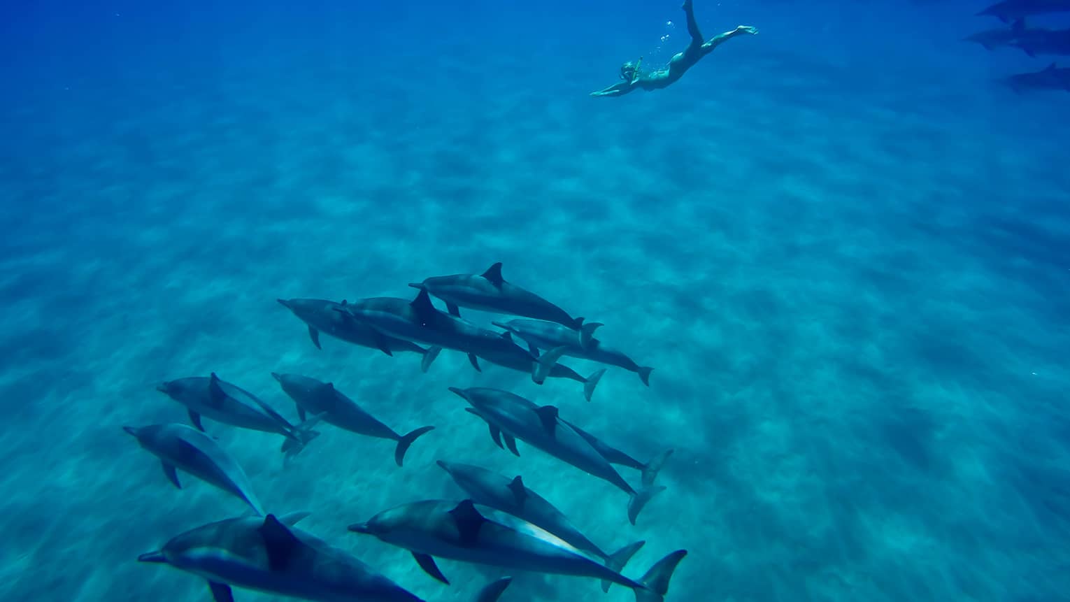Underwater view of woman with snorkel, mask swimming to dolphin pod on ocean floor