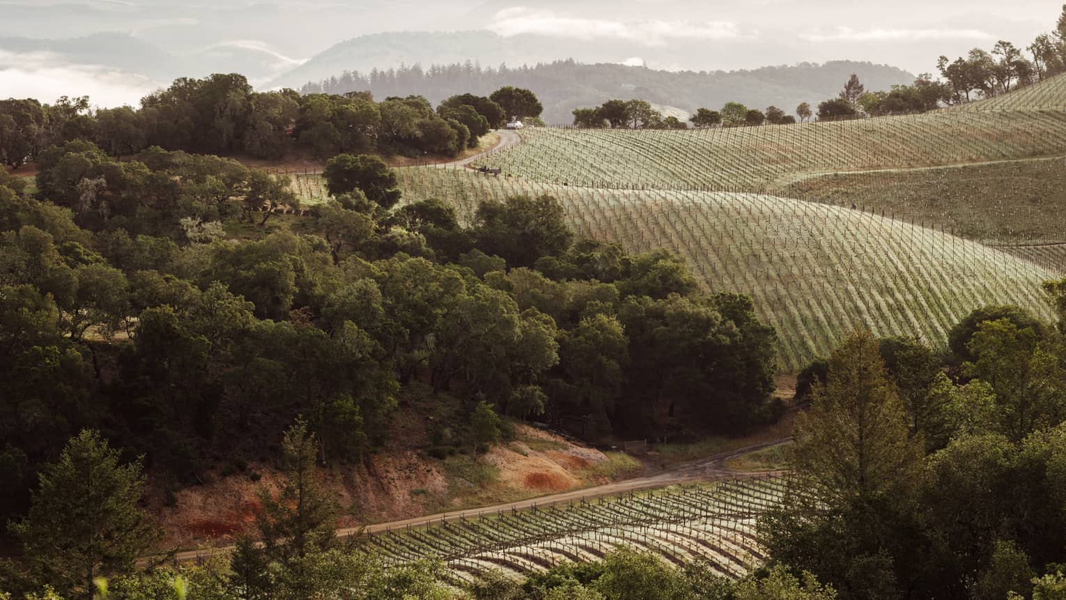 Vineyard