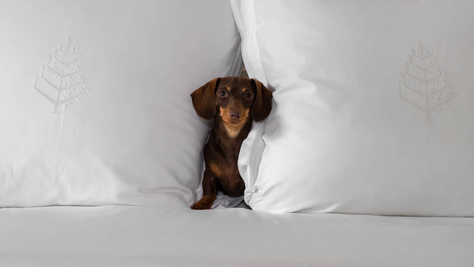 Small brown dachshund nestled between two large white pillows on a bed at the pet-friendly hotel