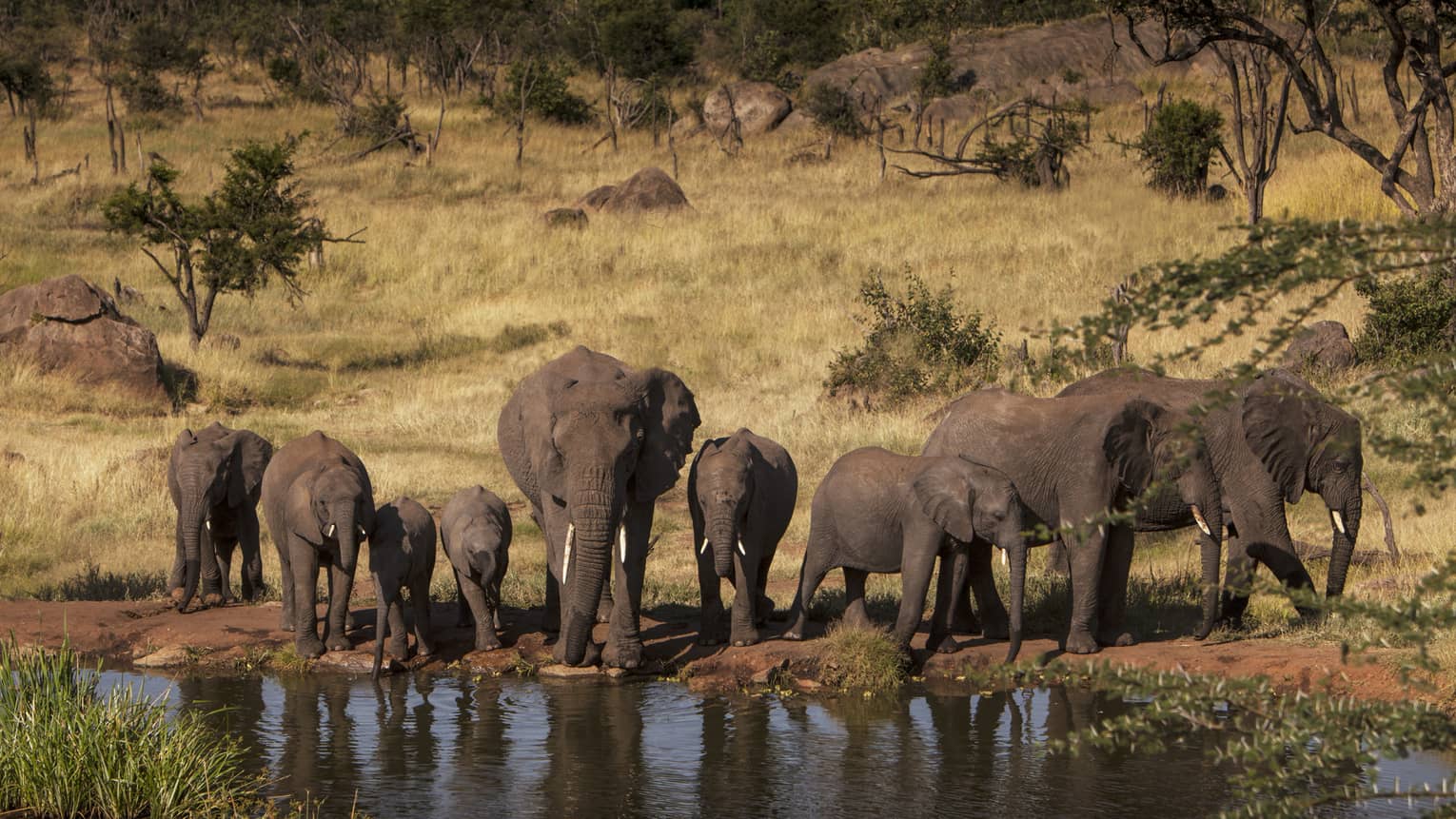 A pack of elephants drinking from a watering hole