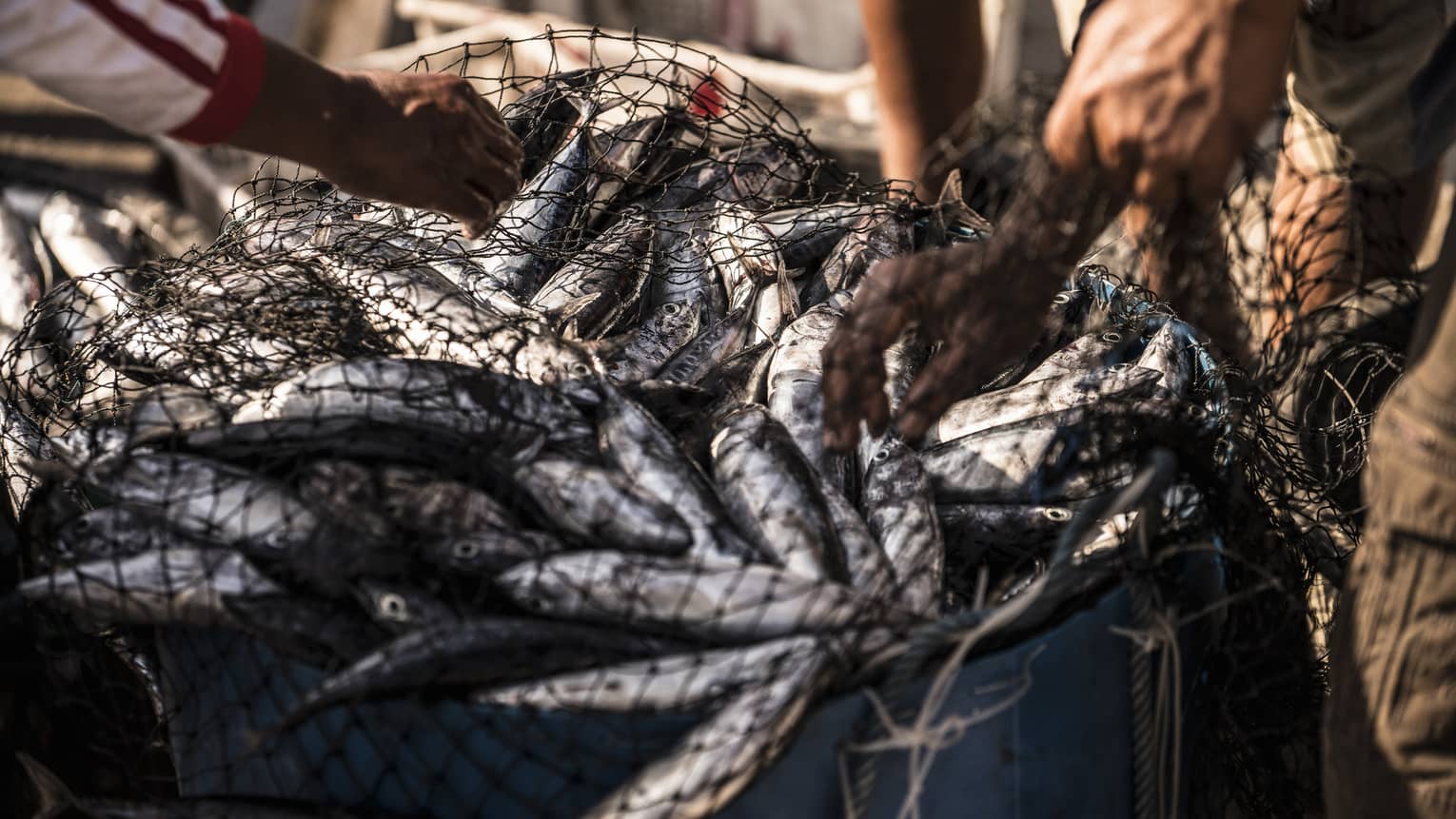 Hands holding net full of silvery fish