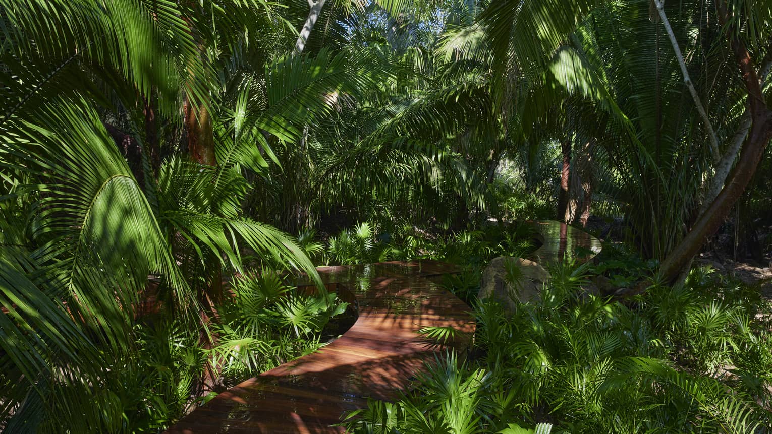 Nature walkway through the jungle