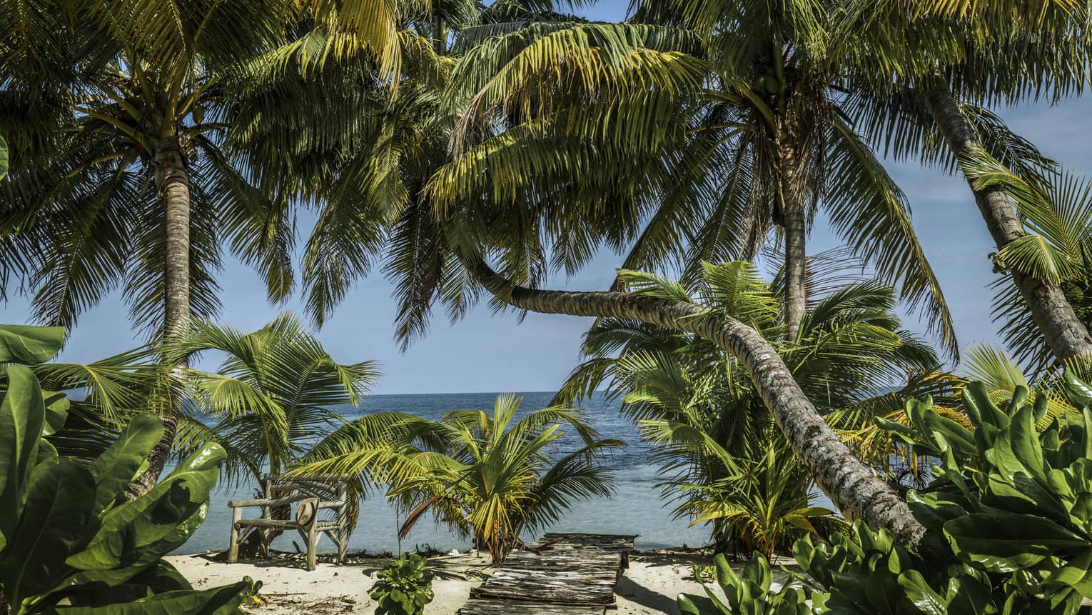 Palm trees with large leaves hang over sandy beach, walkway on sunny day