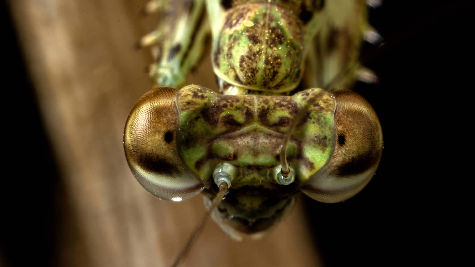Extreme close-up of a green and brown praying mantis’ face, antennae spread apart and bulging eyes looking at the camera.