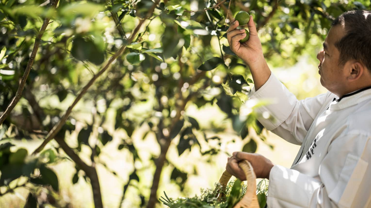 A Chef at Four Seasons Tented Camp Golden Triangle picks ingredients for the Feast on Nature experience