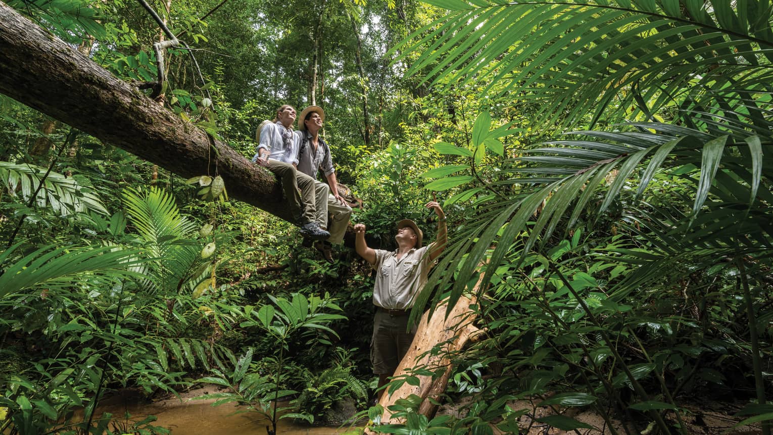 Giant foliage in a lush rainforest, two hikers seated high up on a fallen tree trunk, a guide below, all gazing at the sky.