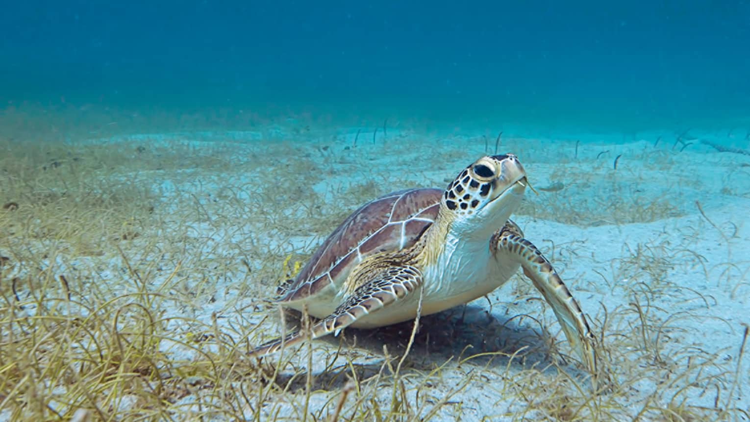 Sea turtle on sandy bottom of ocean floor