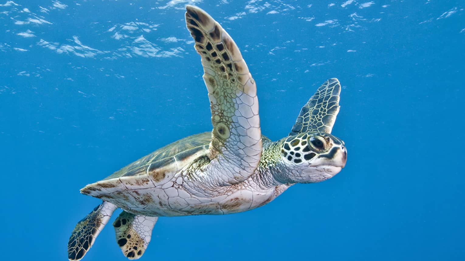 Side view of a magnificent green sea turtle. With outstretched flippers, it navigates the sparkling blue waters. 