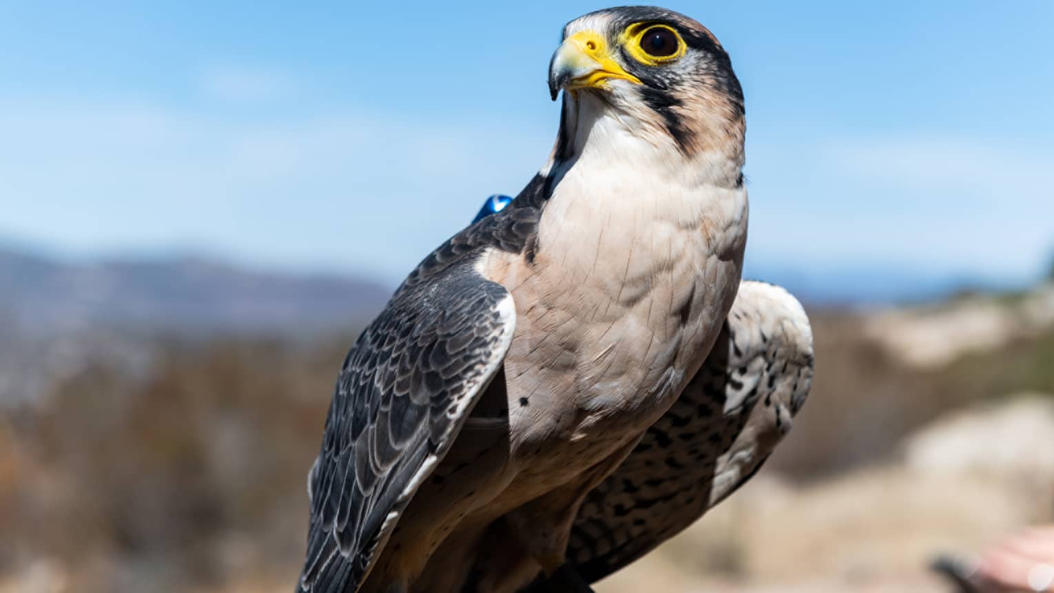 A bird with a yellow beak and eyes in nature