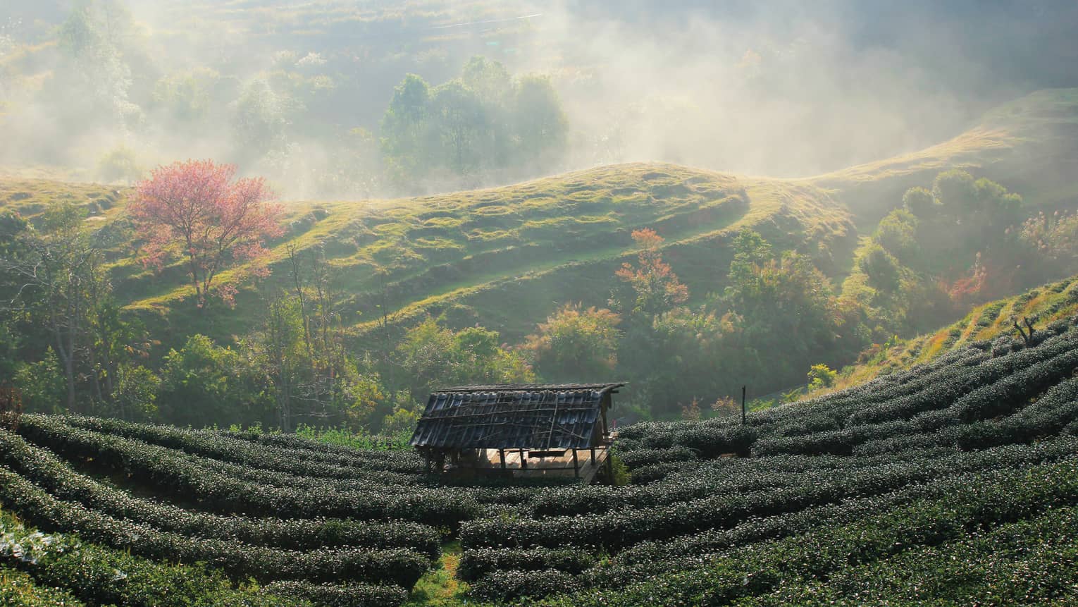 Misty morning over a lush tea garden with a quaint hut.