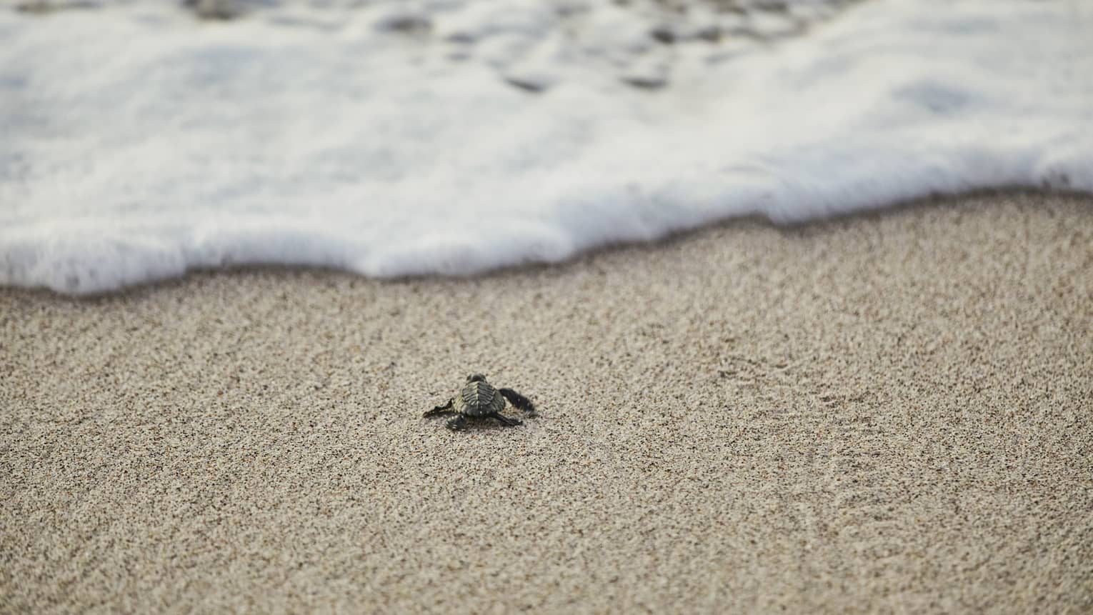 Sea turtle crawls across sand beach towards ocean tide 