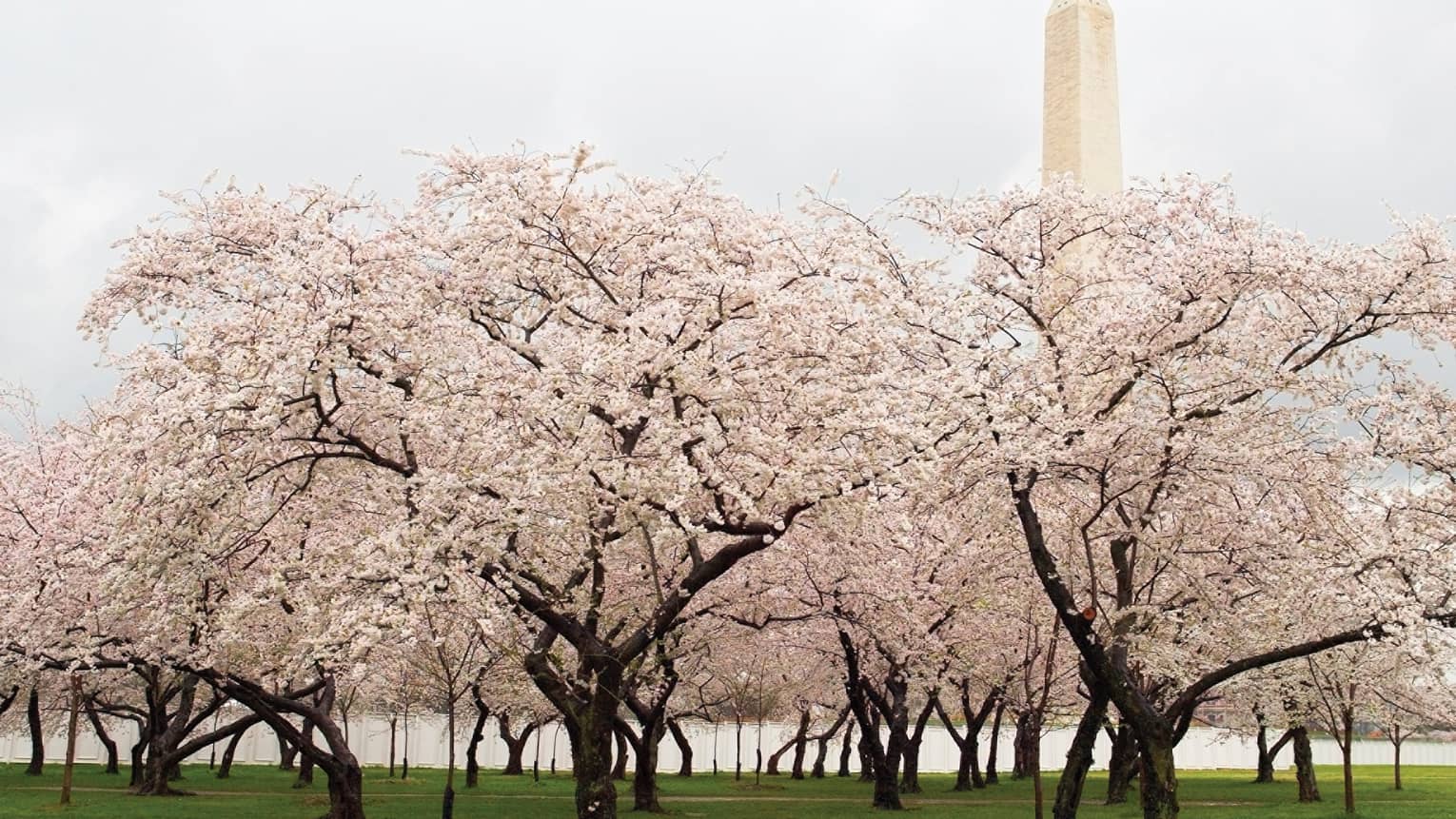 Cherry blossoms on tree with Washington Monument in background