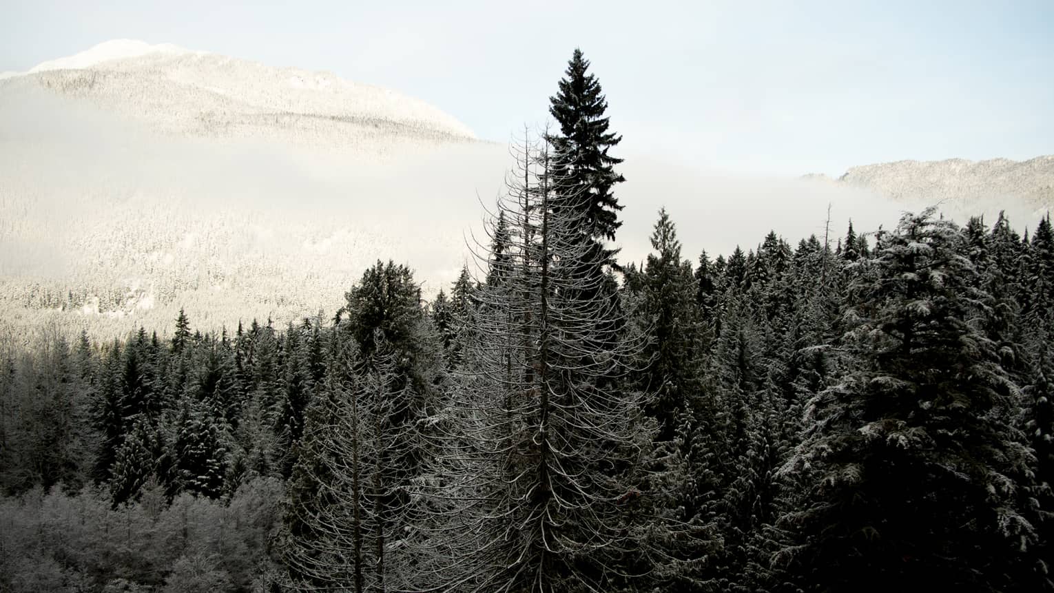 Cedar trees with snow capped mountains in background 