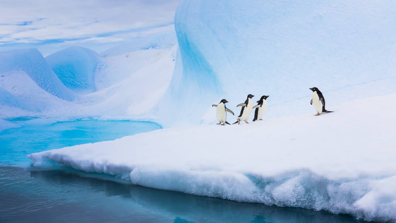 Group of Adelie penguins in Antarctica