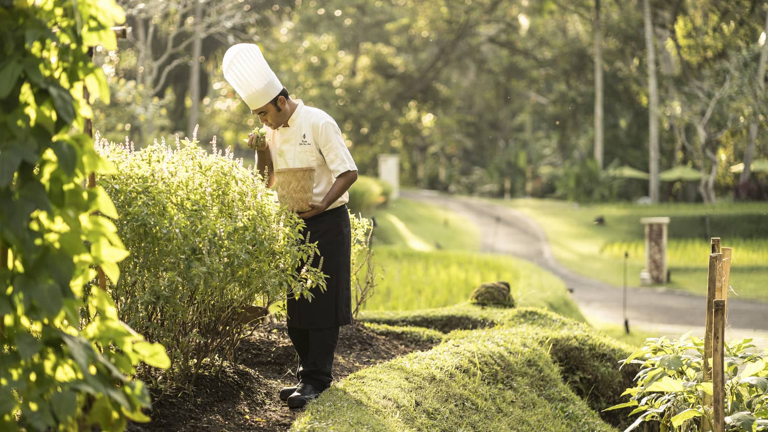 A chef collecting fresh vegetables and herbs from a garden to use in his creations