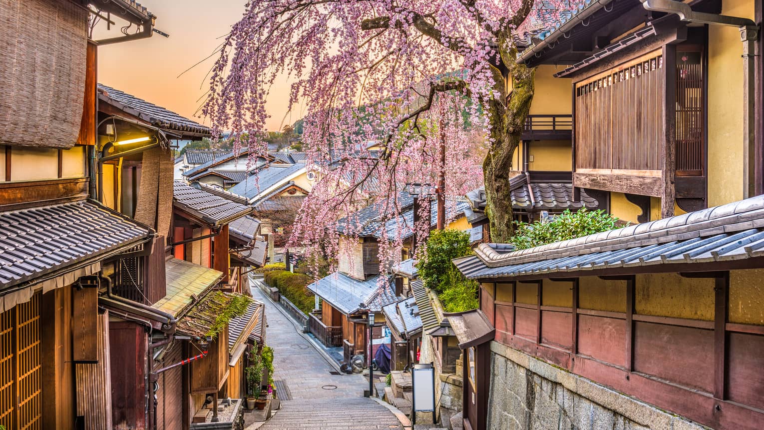 A narrow street between old wood buildings with a cherry blossom near.