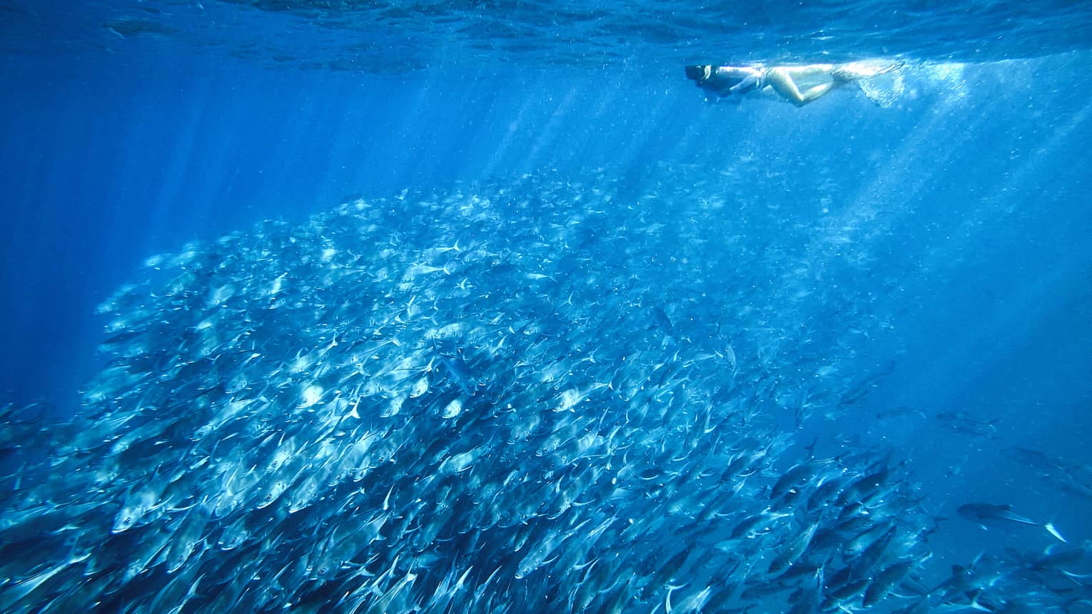 A person snorkelling near a school of fish in clear blue water