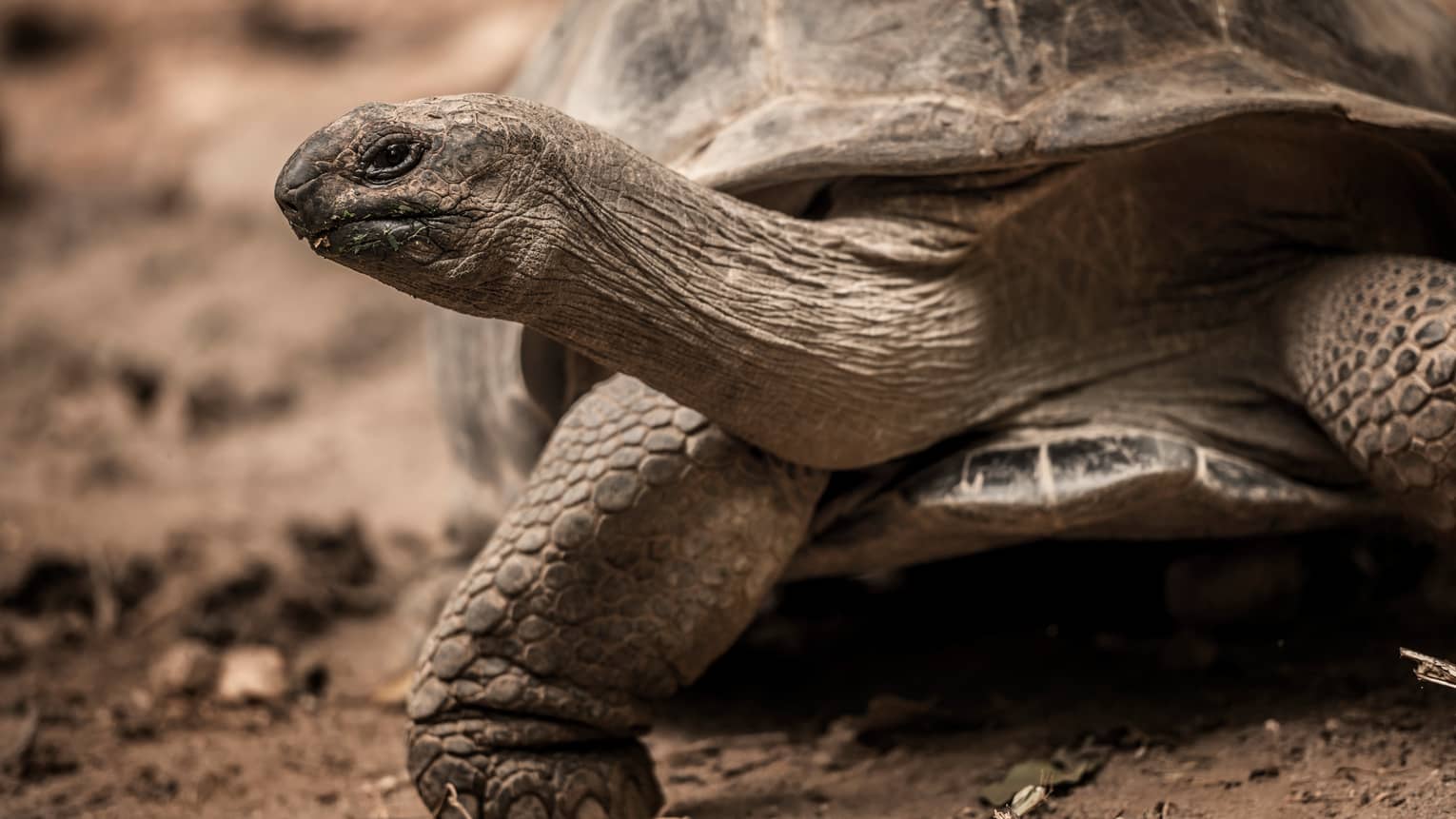 Close-up view of a giant tortoise on earthy terrain, head emerged from its shell and neck outstretched, peering sideways.