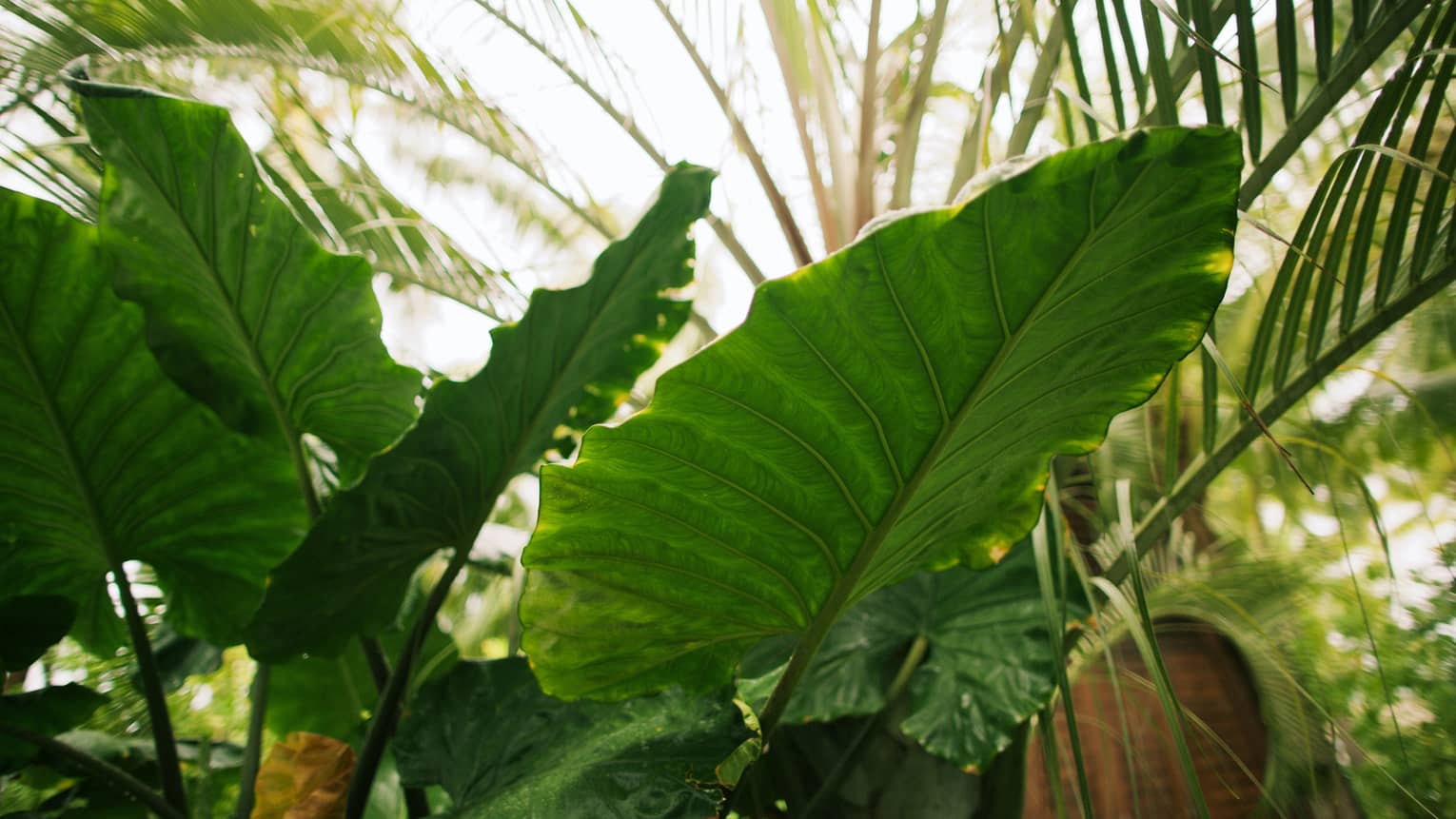Close-up of the large, flat leaves of a plant; in the background sunlight pours over some palm branches.