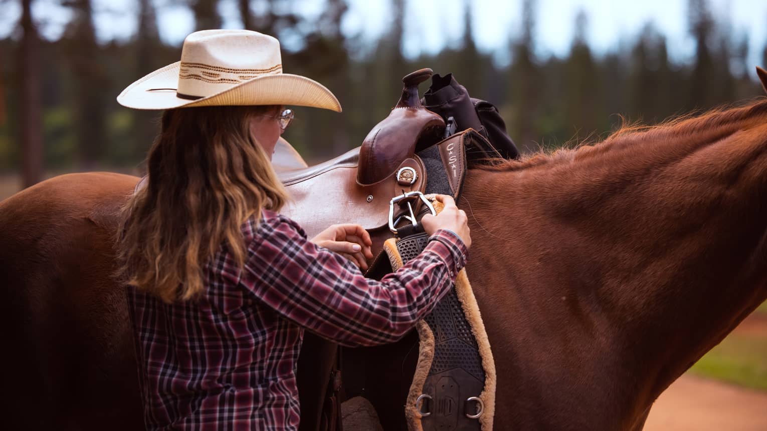 View from the right side of a chestnut horse as a rider in a straw cowboy hat attaches the girth band to the leather saddle.