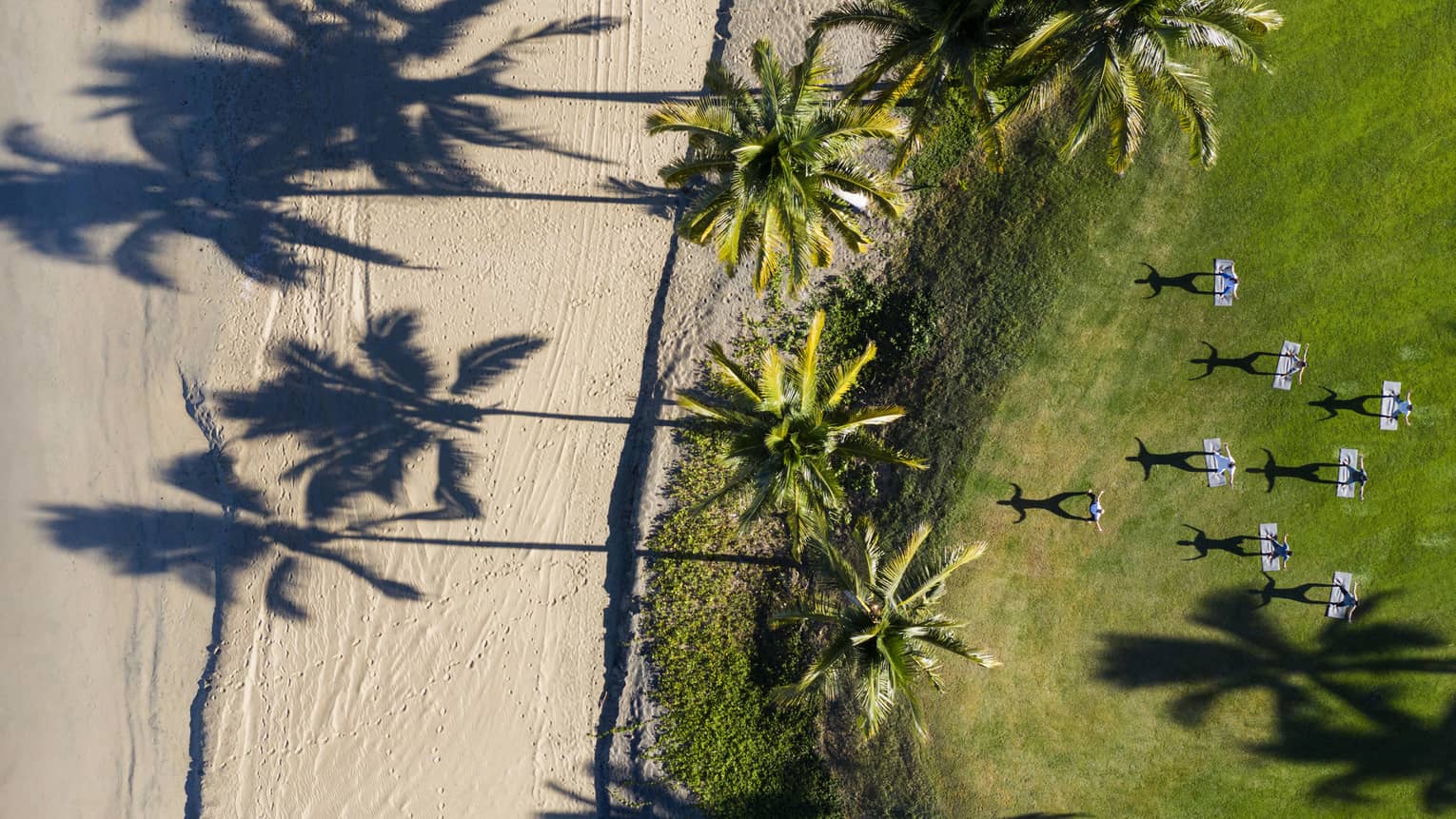 The ocean shore transitions to grass with palm trees.