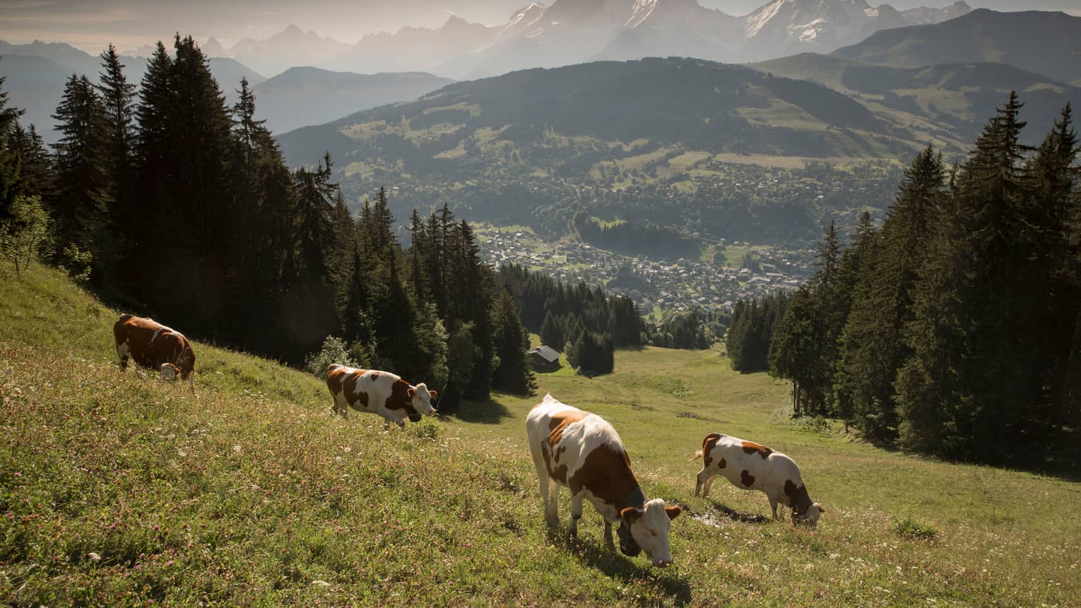 Cows graze in green field high up in mountains