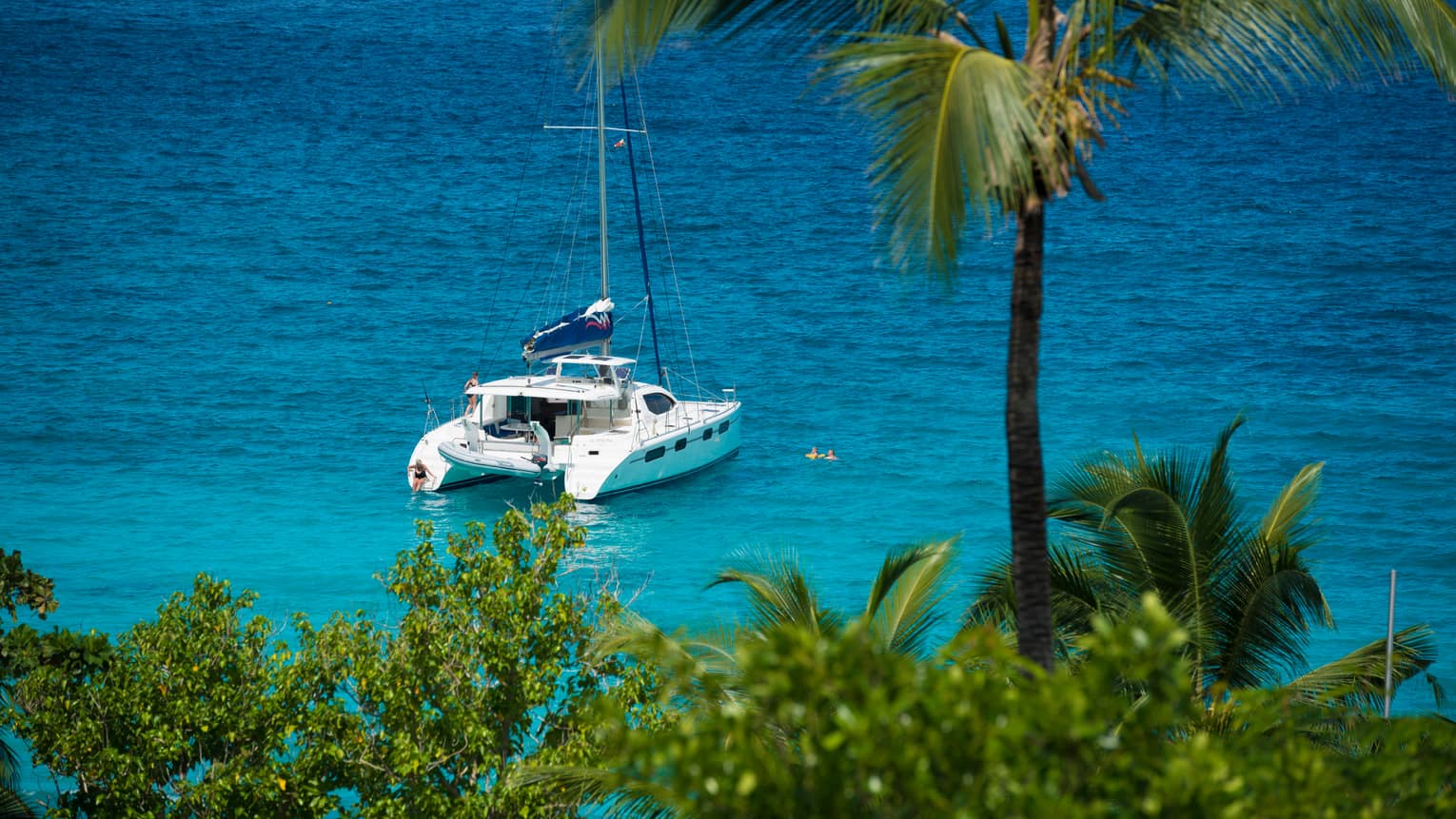 Looking down past tall palm tree at white yacht on blue ocean on sunny day