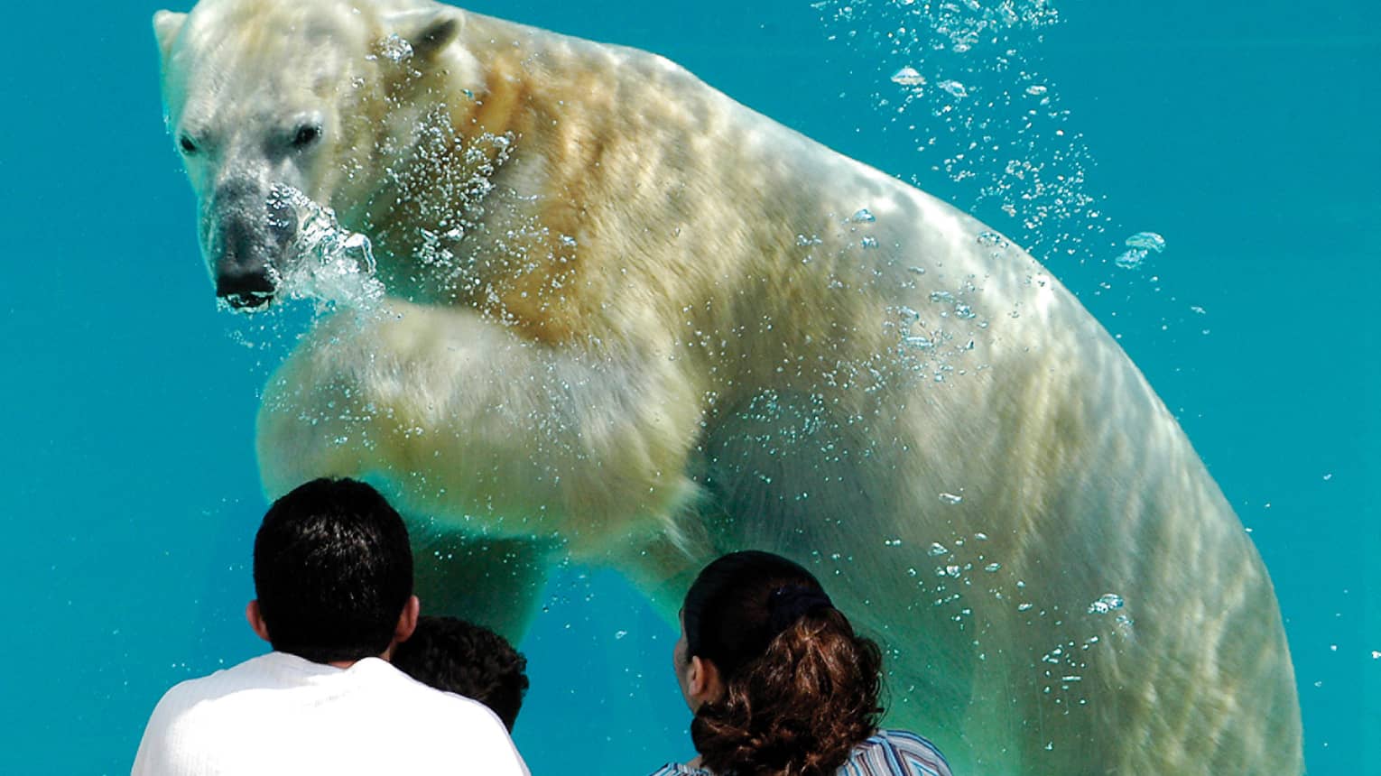 A family looking at a polar bear swimming in water.