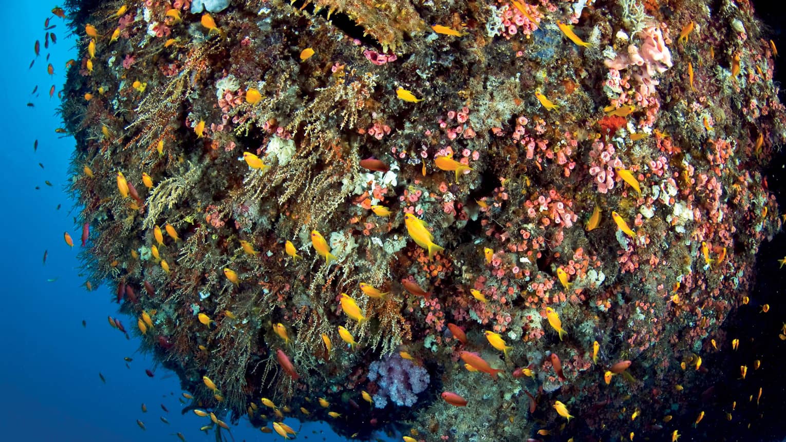 Reef with tons of colorful fish. 