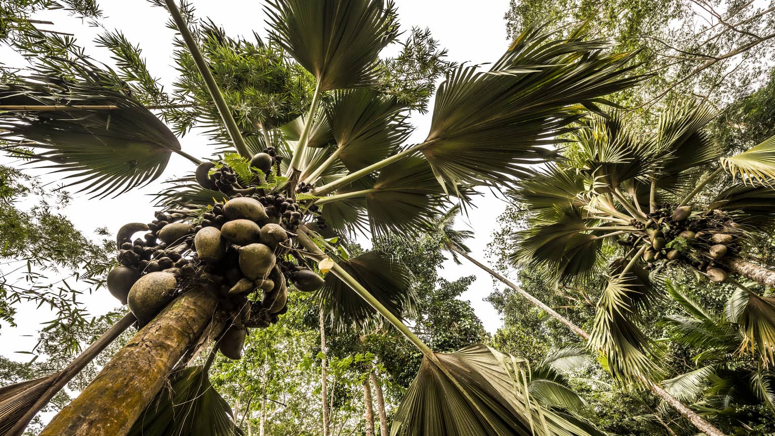 Worm’s-eye view of a grove of lush coconut trees, giant palm fronds forming a canopy over their slender, fruit-laden trunks.