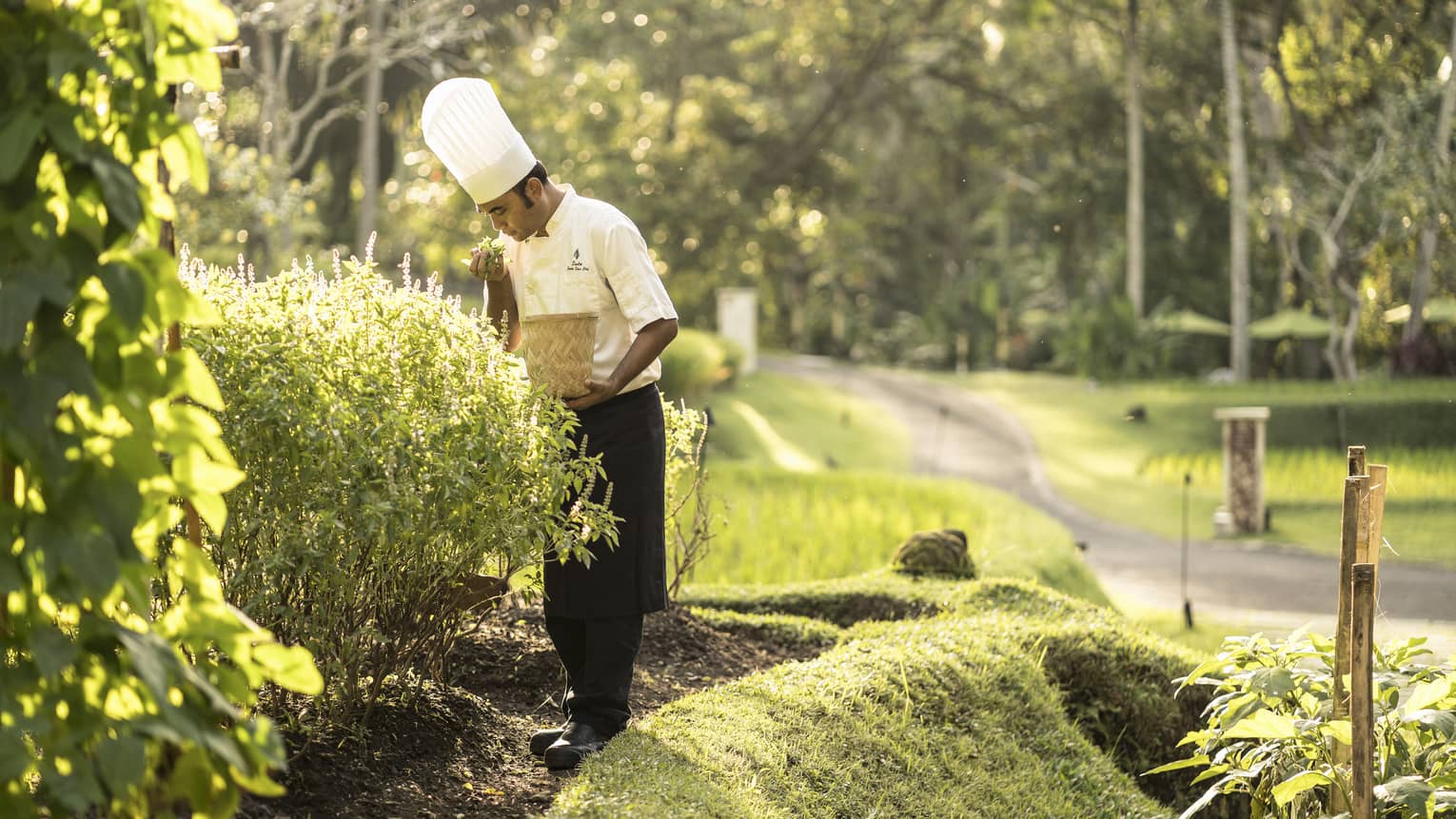 A chef collecting fresh vegetables and herbs from a garden to use in his creations