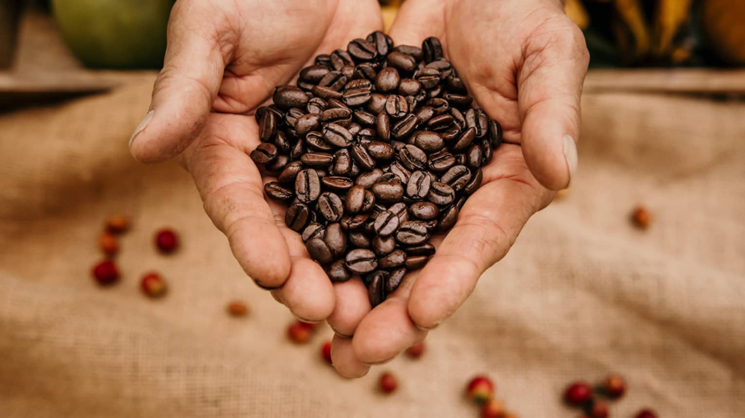 Coffee grower's palms full of fresh-picked beans
