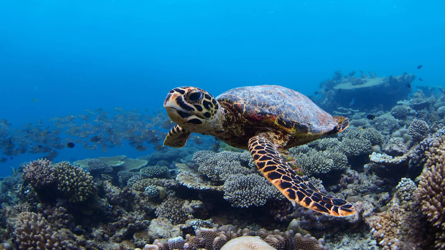 Large sea turtle swimming underwater past coral 