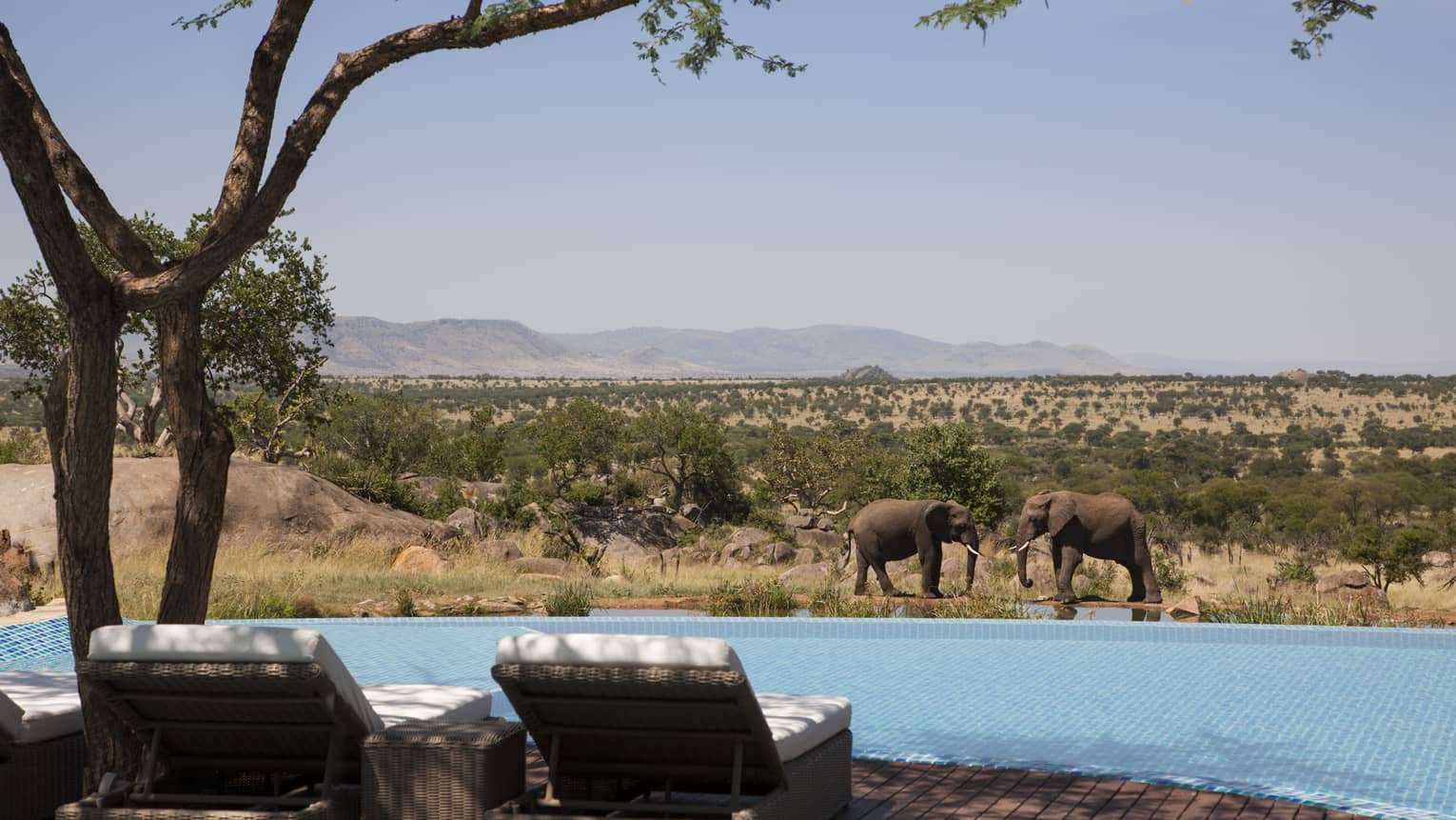 Back of two lounge chairs in front of swimming pool, elephants in background