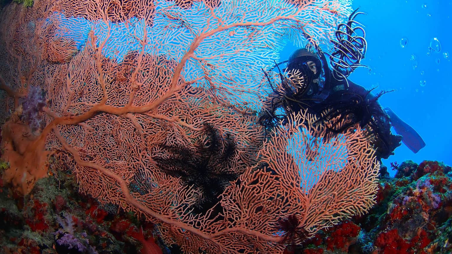 A Scuba diver swims behind large, colourful coral in lagoon