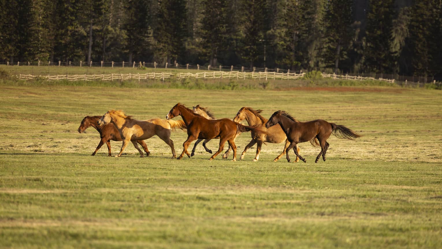 A group of horses run in open field, with forest in the background
