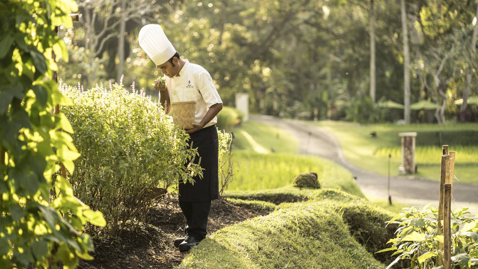 A chef collecting fresh vegetables and herbs from a garden to use in his creations