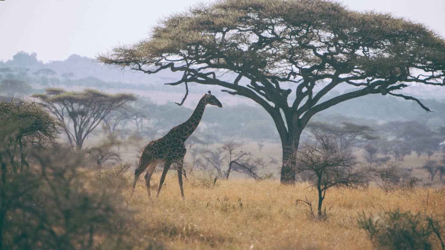 Tall giraffe walking through grassy field by large tree