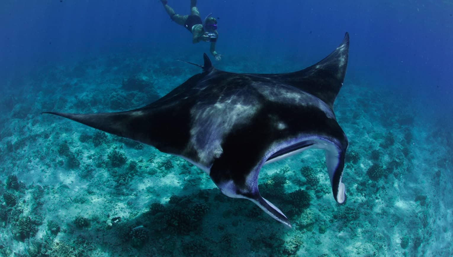 Snorkeller with underwater camera takes photo of large manta ray in lagoon