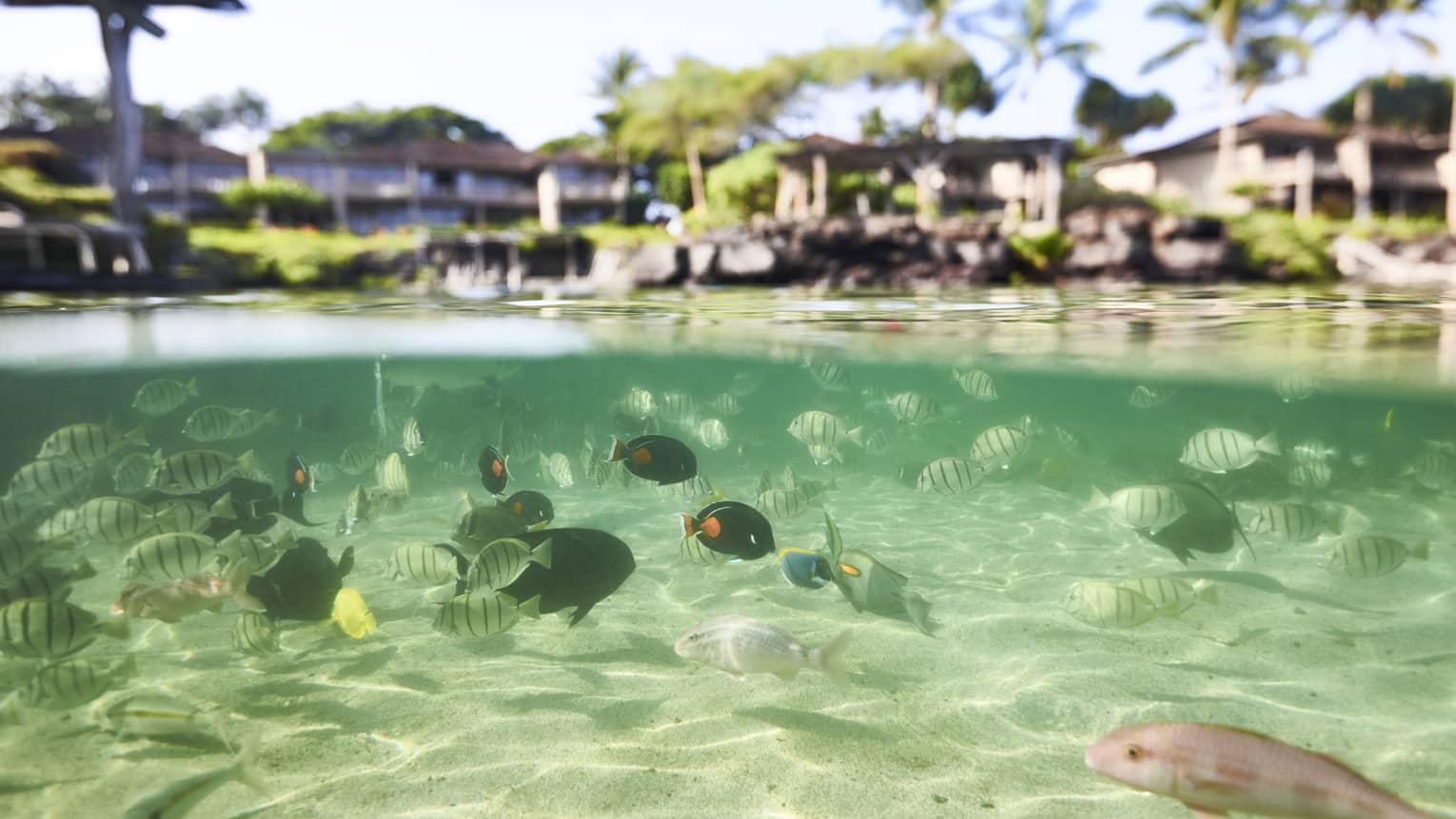 Schools of fish swim in the shallow waters near Four Seasons Resort Hualalai