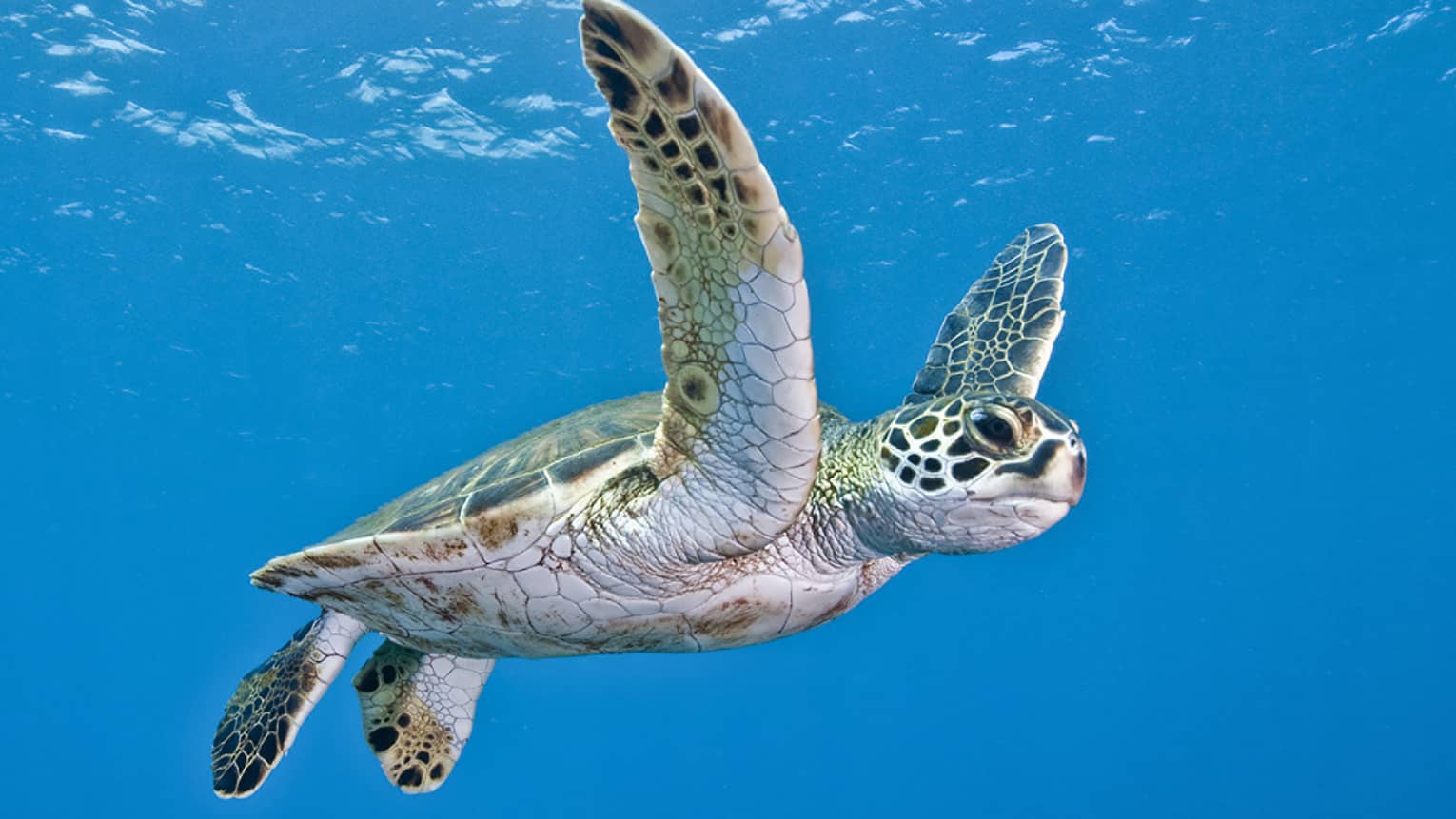 Side view of a magnificent green sea turtle. With outstretched flippers, it navigates the sparkling blue waters. 