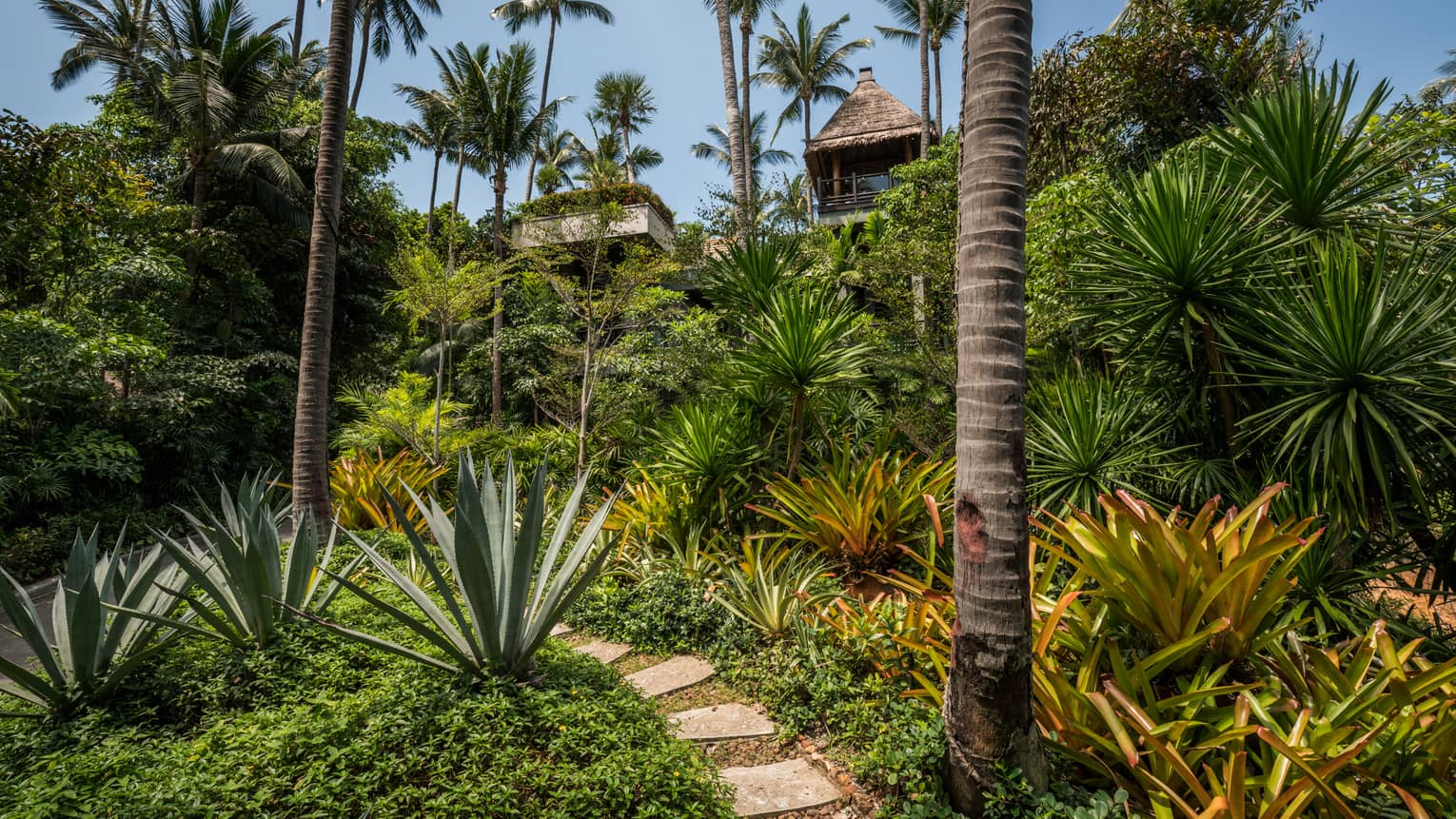 Stone path through tropical garden, palm trees