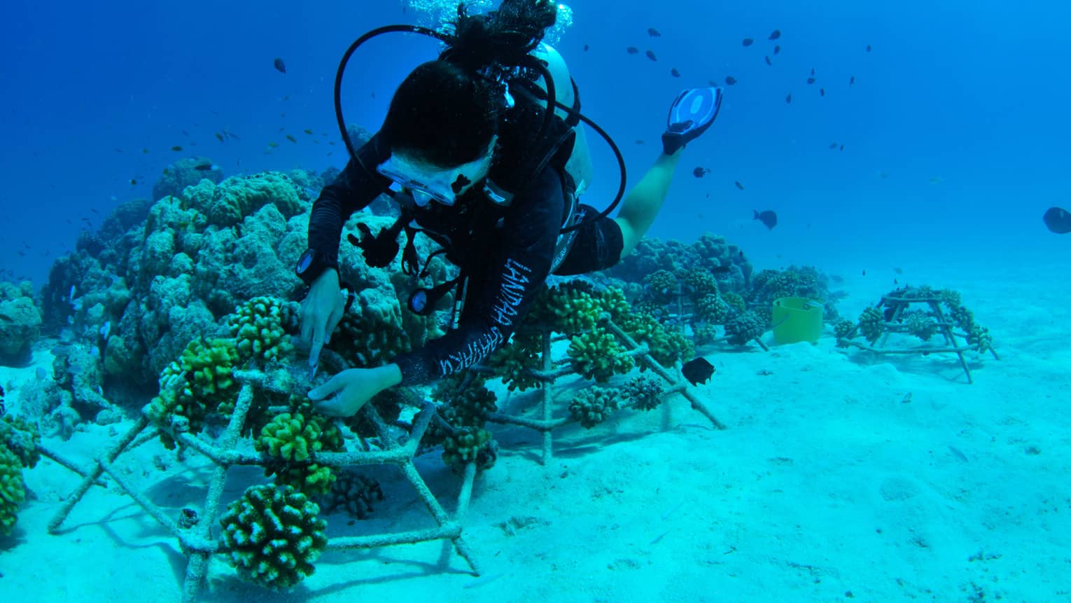 ,Scuba diver adjusts coral frames underwater