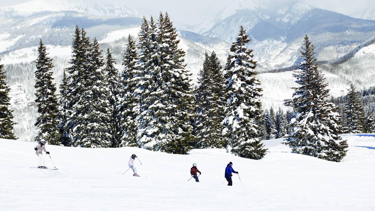 A few people skiing on snow by large green trees covered in snow.