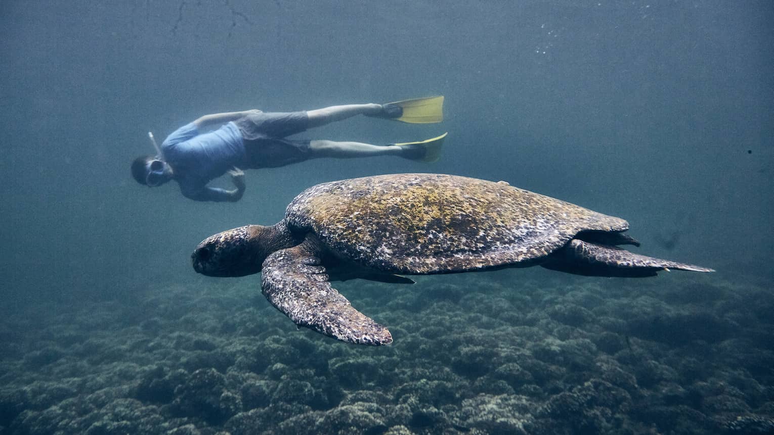 A man snorkeling beside a sea turtle above a rocky coast.