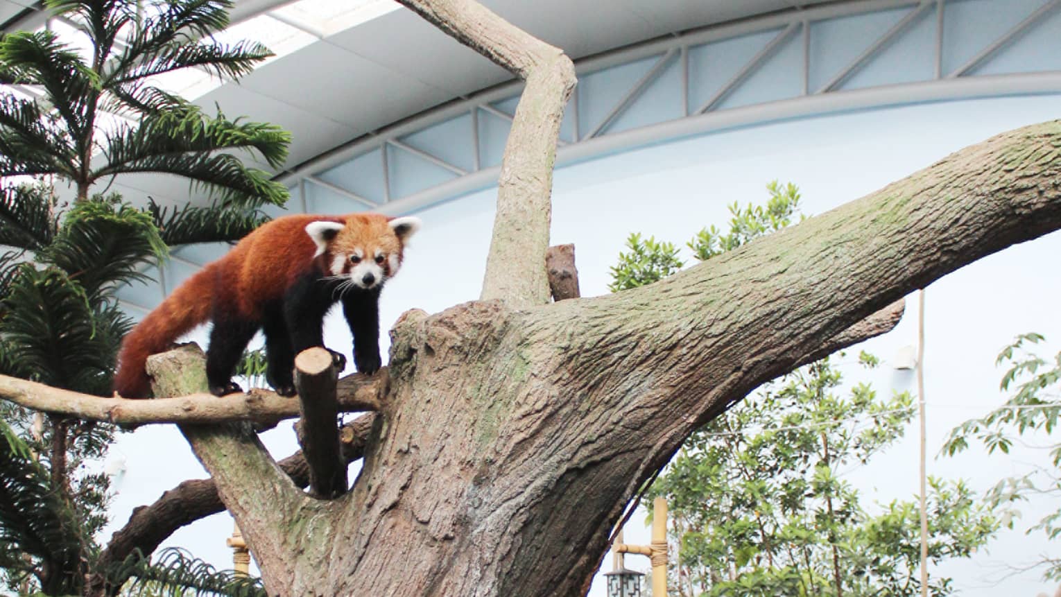 A visitor is using their cellphone to take pictures of a red panda climbing a tree in a fenced off enclosure at the zoo.